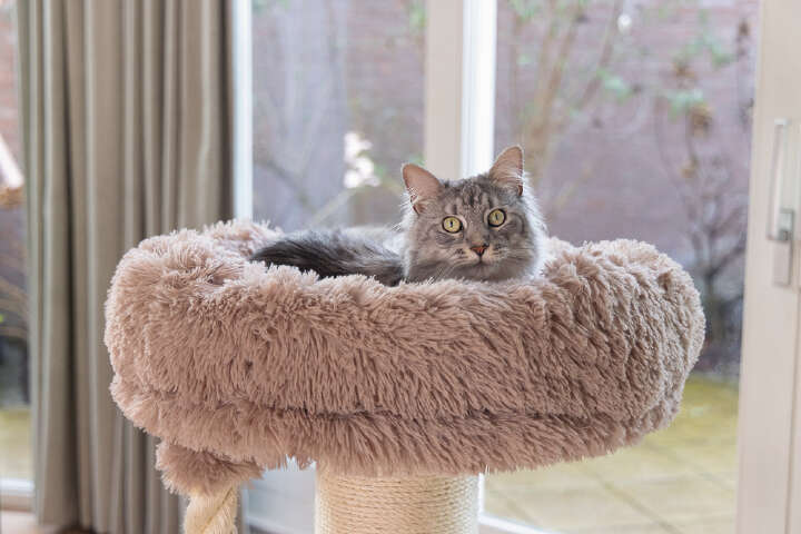 beeztees Kratzbaum Ramiro